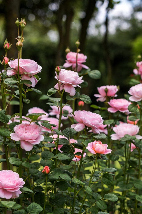  Queen Of Sweden English Shrub Rose (David Austin) - 2 Gallon Pot