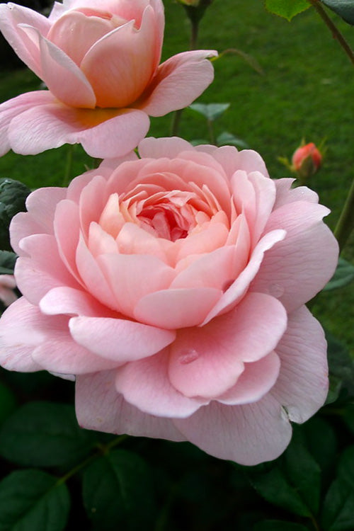  Queen Of Sweden English Shrub Rose (David Austin) - 2 Gallon Pot