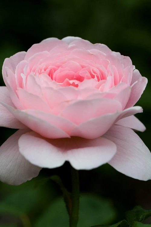  Queen Of Sweden English Shrub Rose (David Austin) - 2 Gallon Pot