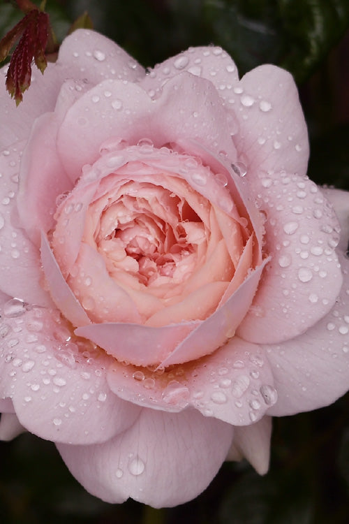  Queen Of Sweden English Shrub Rose (David Austin) - 2 Gallon Pot