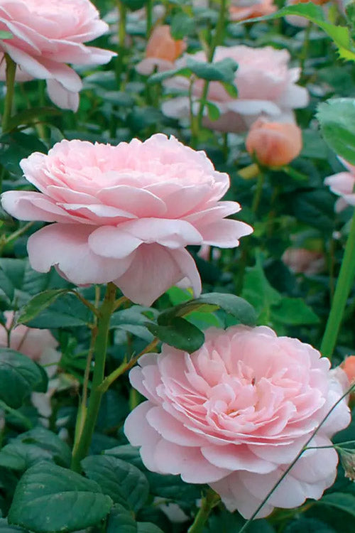  Queen Of Sweden English Shrub Rose (David Austin) - 2 Gallon Pot