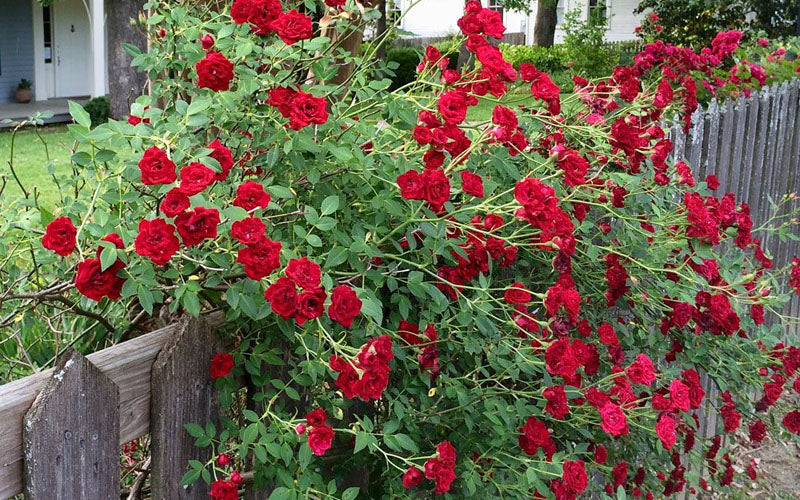  Red Cascade Miniature Climbing Rose - 2.5 Quart Pot