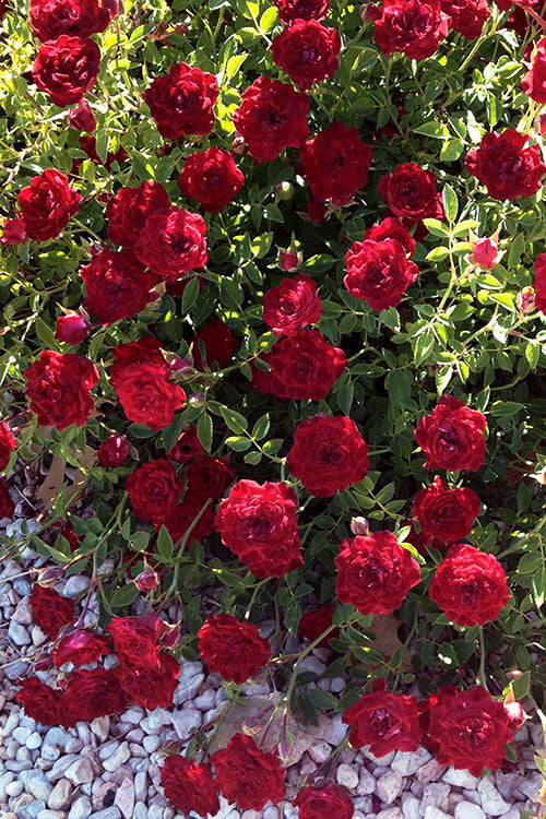 Red Cascade Miniature Climbing Rose - 2.5 Quart Pot