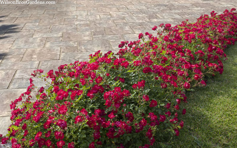  Red Drift Groundcover Rose - 1 Gallon Pot