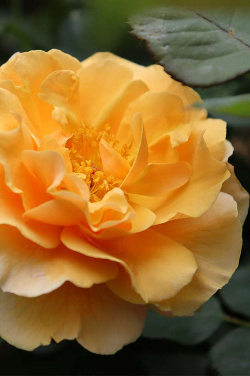  Rise Up Amberness Rose - 2 Gallon Pot
