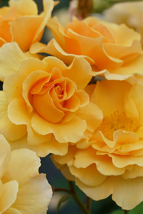  Rise Up Amberness Rose - 2 Gallon Pot