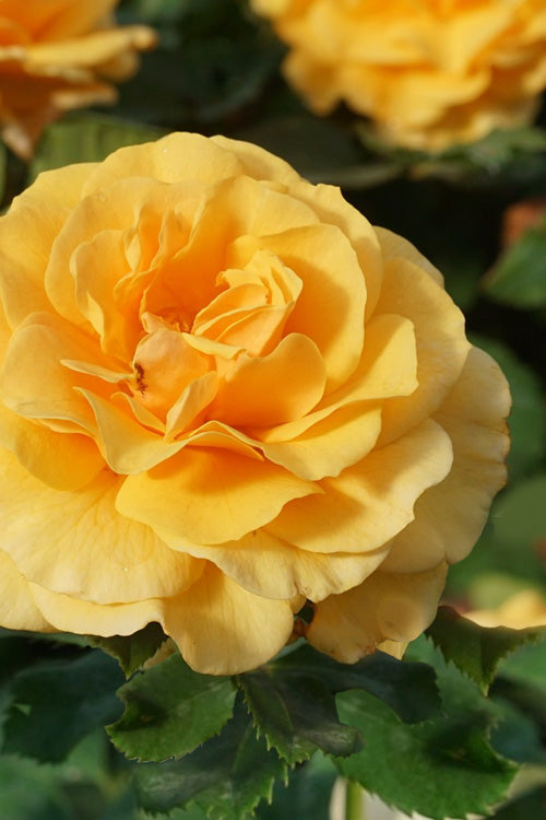  Rise Up Amberness Rose - 2 Gallon Pot