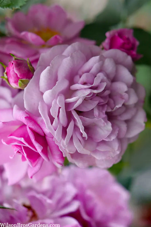  Rise Up 'Lilac Days' Rose - 2 Gallon Pot