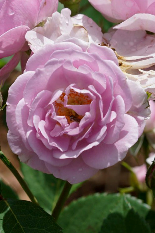  Rise Up 'Lilac Days' Rose - 2 Gallon Pot