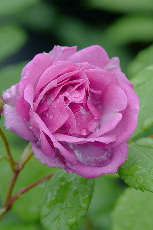  Rise Up 'Lilac Days' Rose - 2 Gallon Pot