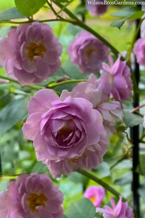  Rise Up 'Lilac Days' Rose - 2 Gallon Pot