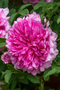  Chinquapin Chestnut Rose (Rosa Roxburghii)- 3 Gallon Pot
