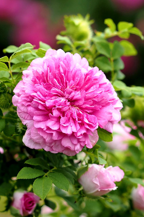  Chinquapin Chestnut Rose (Rosa Roxburghii)- 3 Gallon Pot