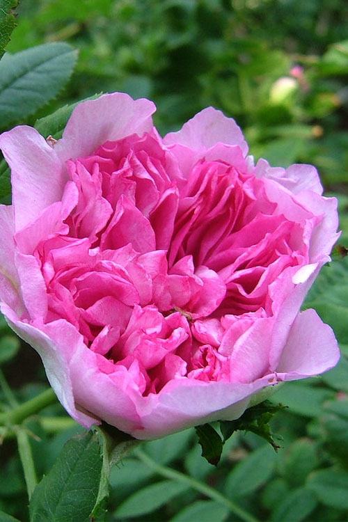 Chinquapin Chestnut Rose (Rosa Roxburghii)- 3 Gallon Pot