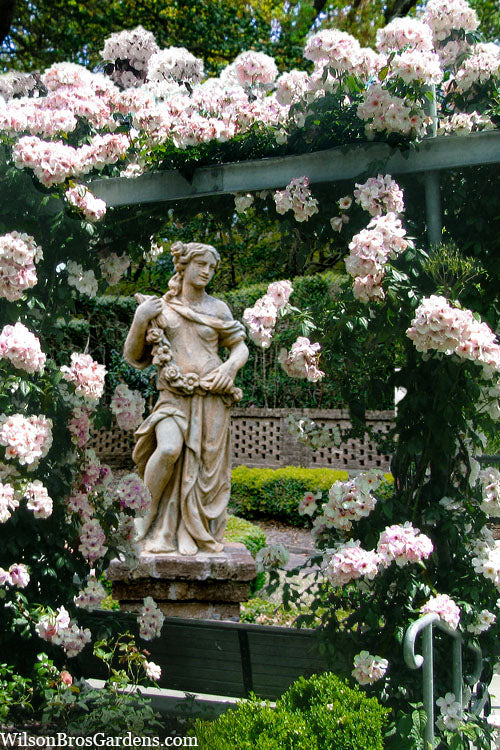  Sally Holmes Climbing Rose - 5 Gallon Pot