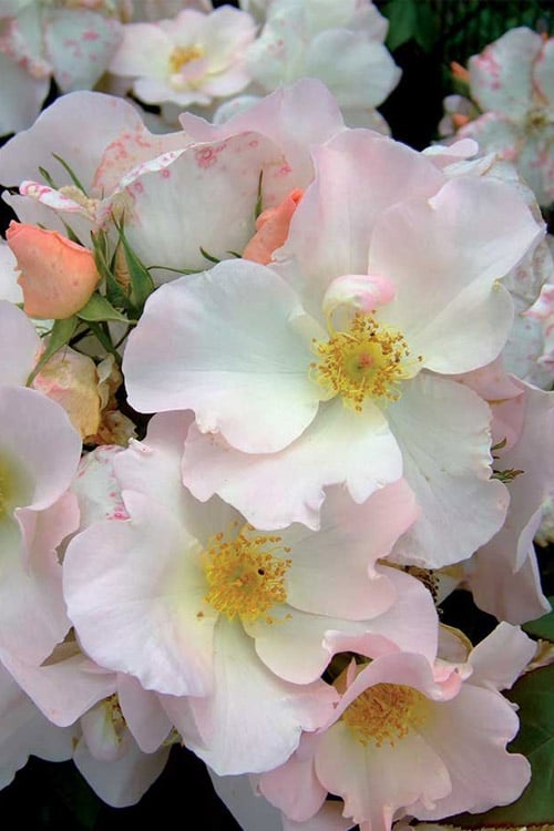  Sally Holmes Climbing Rose - 5 Gallon Pot