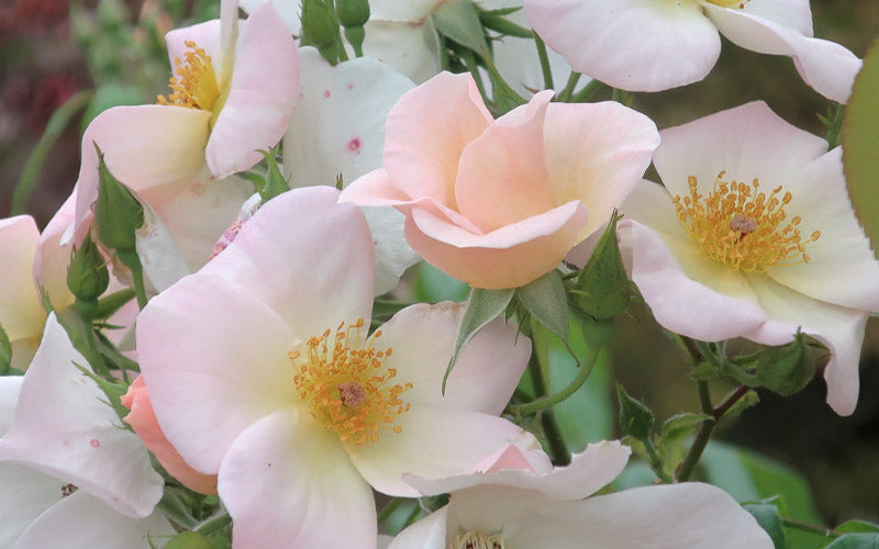  Sally Holmes Climbing Rose - 5 Gallon Pot