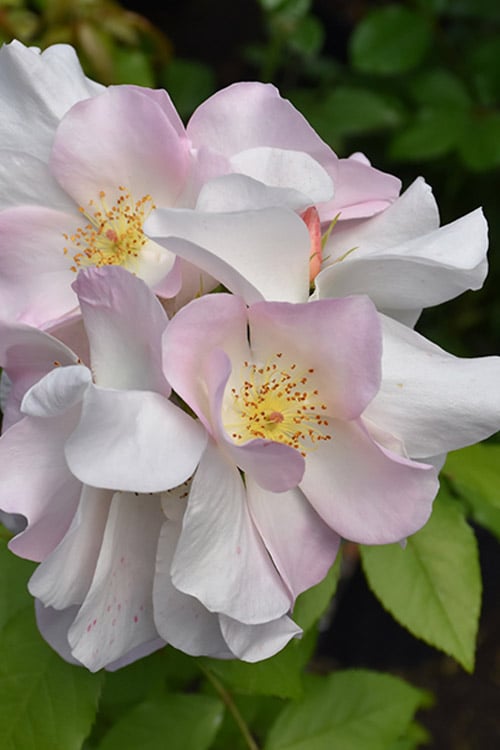  Sally Holmes Climbing Rose - 5 Gallon Pot