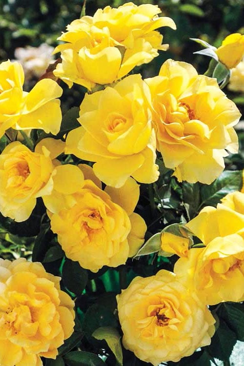  Sparkle & Shine Yellow Tree Rose - 7 Gallon Pot