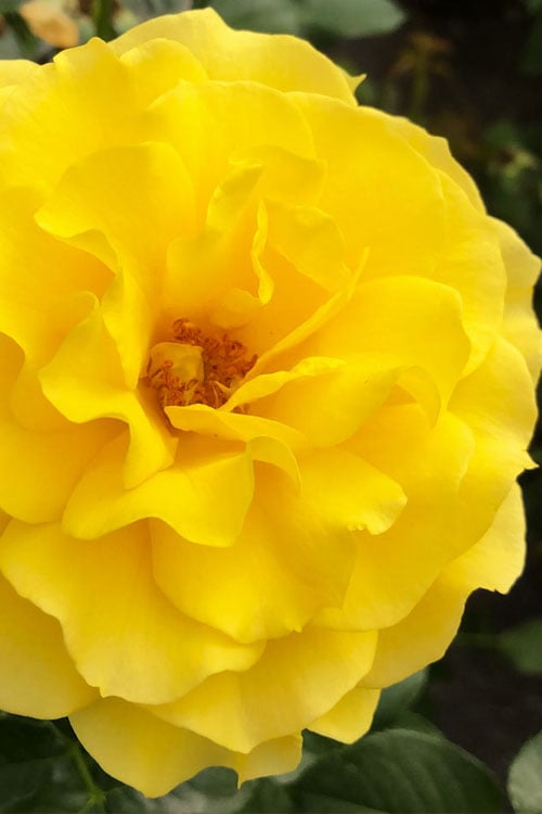  Sparkle & Shine Yellow Tree Rose - 7 Gallon Pot