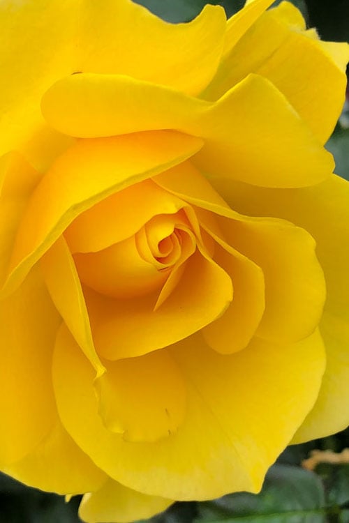  Sparkle & Shine Yellow Tree Rose - 7 Gallon Pot