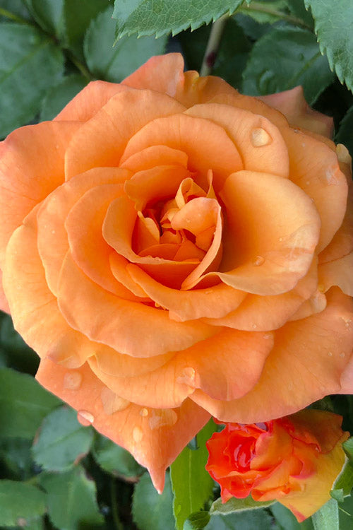  Sunorita Rose - 2 Gallon Pot