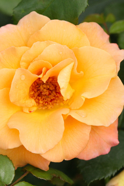  Sunorita Rose - 2 Gallon Pot