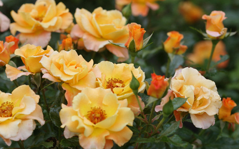  Sunorita Rose - 2 Gallon Pot