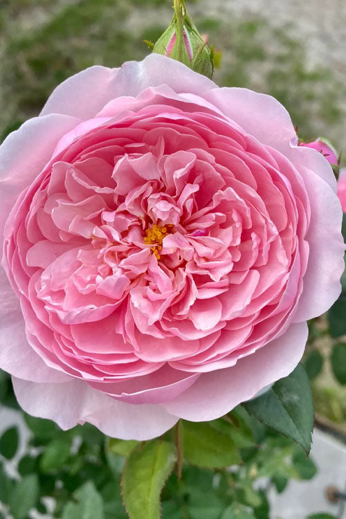  The Alnwick English Shrub Rose (David Austin) - 3 Gallon Pot