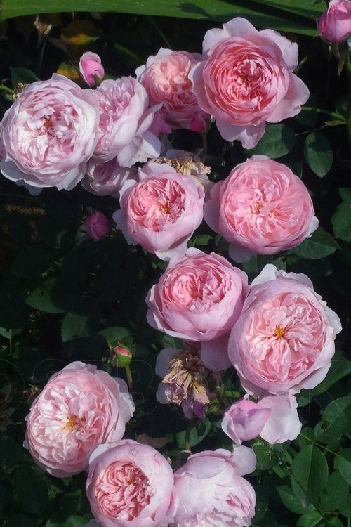  The Alnwick English Shrub Rose (David Austin) - 3 Gallon Pot