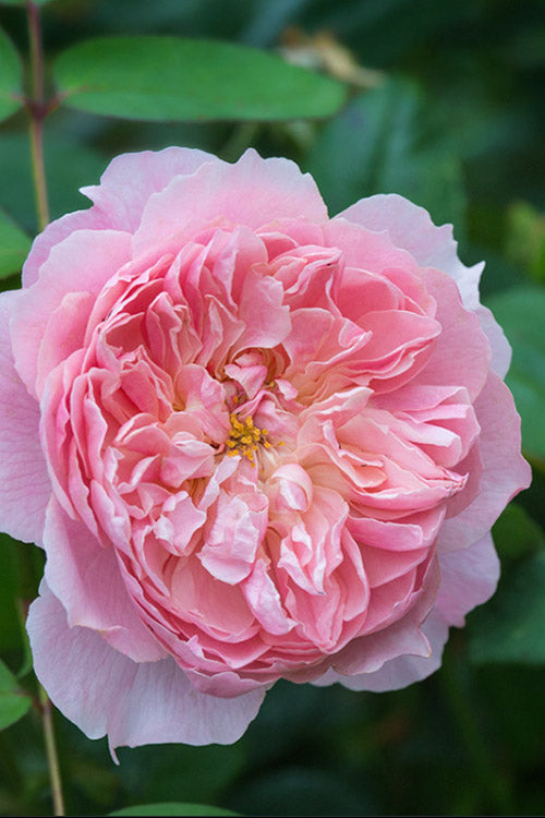  The Alnwick English Shrub Rose (David Austin) - 3 Gallon Pot