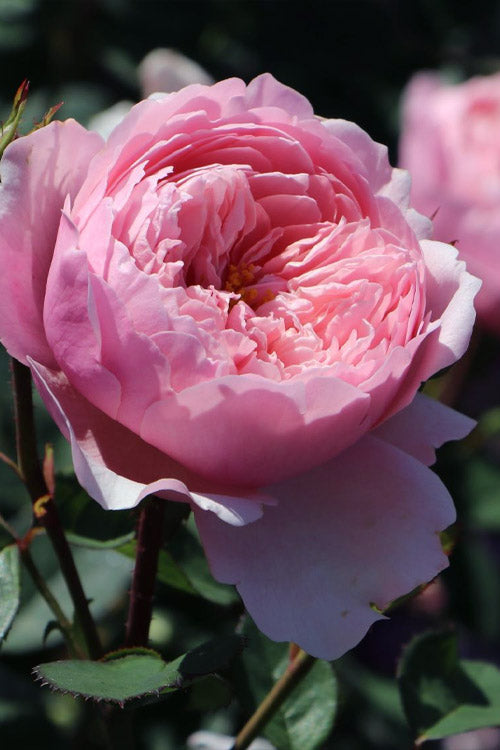  The Alnwick English Shrub Rose (David Austin) - 3 Gallon Pot