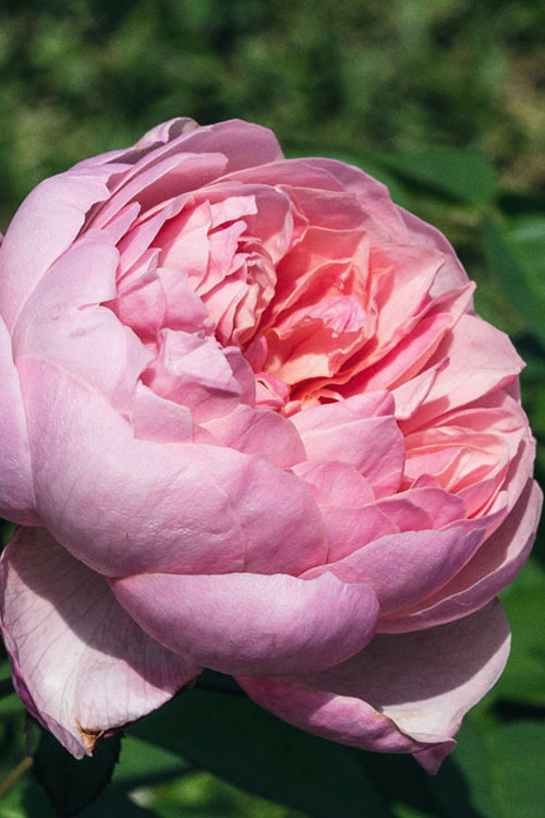  The Alnwick English Shrub Rose (David Austin) - 3 Gallon Pot