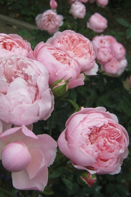  The Alnwick English Shrub Rose (David Austin) - 3 Gallon Pot