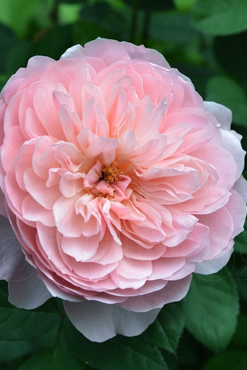  The Alnwick English Shrub Rose (David Austin) - 3 Gallon Pot