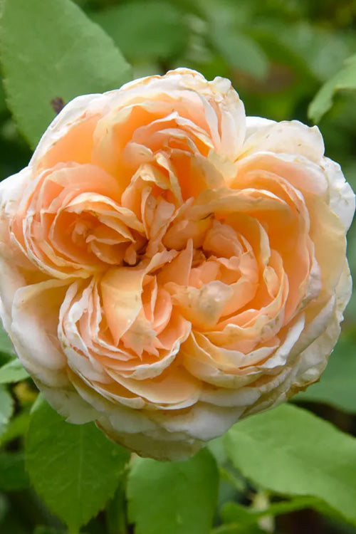  The Lady Gardener English Shrub Rose (David Austin) - 3 Gallon Pot