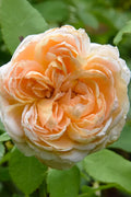  The Lady Gardener English Shrub Rose (David Austin) - 3 Gallon Pot