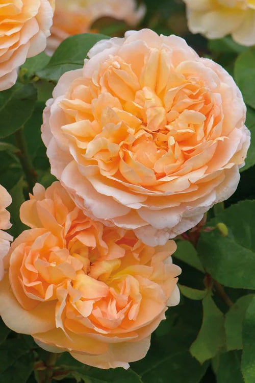  The Lady Gardener English Shrub Rose (David Austin) - 3 Gallon Pot