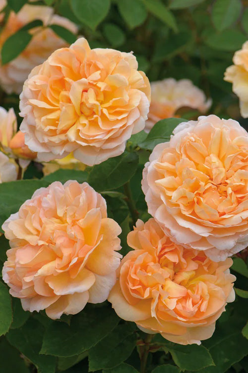  The Lady Gardener English Shrub Rose (David Austin) - 3 Gallon Pot