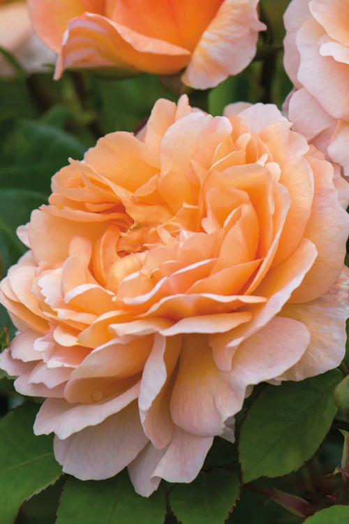  The Lady Gardener English Shrub Rose (David Austin) - 3 Gallon Pot