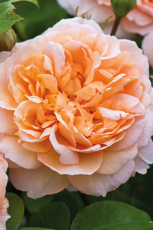  The Lady Gardener English Shrub Rose (David Austin) - 3 Gallon Pot