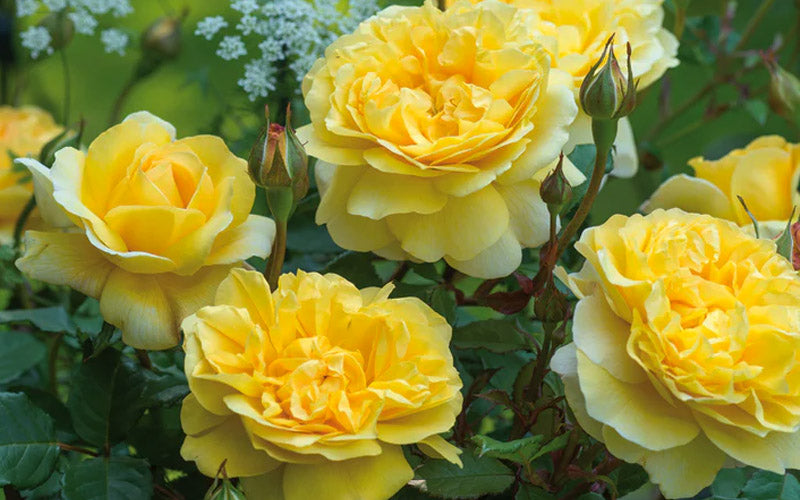  The Poet's Wife English Shrub Rose (David Austin) - 3 Gallon Pot