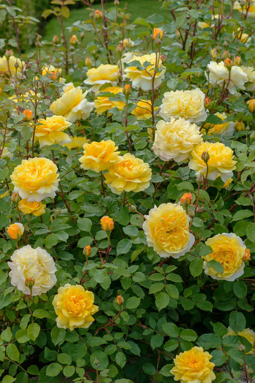  The Poet's Wife English Shrub Rose (David Austin) - 3 Gallon Pot