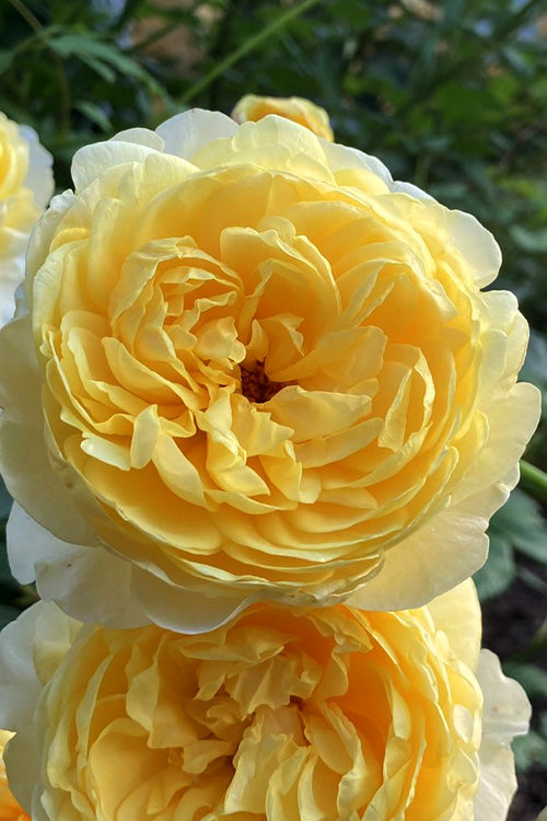  The Poet's Wife English Shrub Rose (David Austin) - 3 Gallon Pot