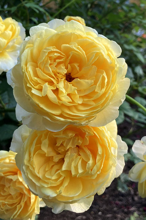  The Poet's Wife English Shrub Rose (David Austin) - 3 Gallon Pot
