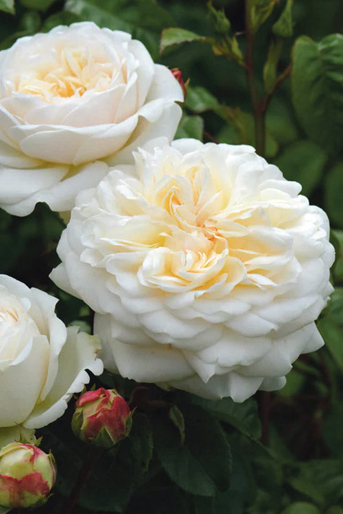  Tranquillity English Shrub Rose (David Austin) - 3 Gallon Pot