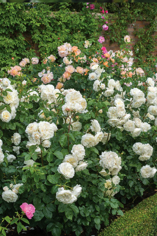  Tranquillity English Shrub Rose (David Austin) - 3 Gallon Pot