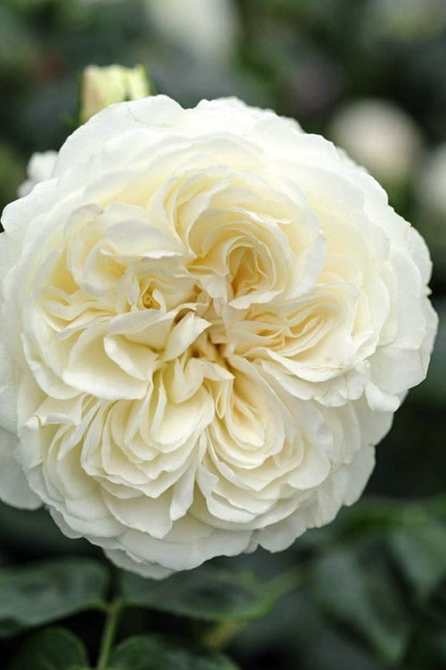  Tranquillity English Shrub Rose (David Austin) - 3 Gallon Pot