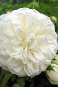  Tranquillity English Shrub Rose (David Austin) - 3 Gallon Pot