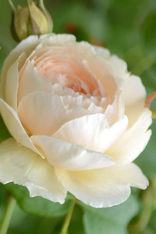  Windermere English Shrub Rose (David Austin) - 3 Gallon Pot